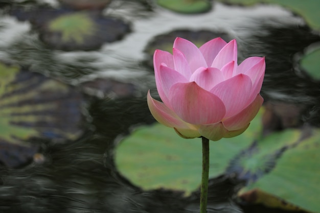 fiore di loto rosa