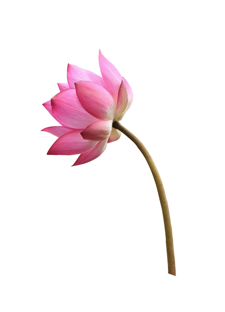 Foto fiore di loto su sfondo bianco