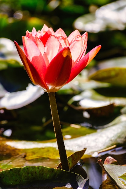 Fiore di loto su sfondo verde