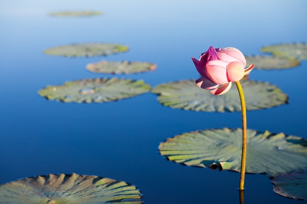 Fiore di loto sul lago blu e le sue foglie galleggianti