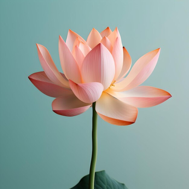 fiore di loto sullo sfondo dello studio fiore di lotus singolo immagini di fiori bellissimi
