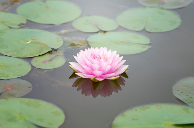 Fiore di loto sullo stagno