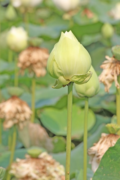 Fiore di loto verde