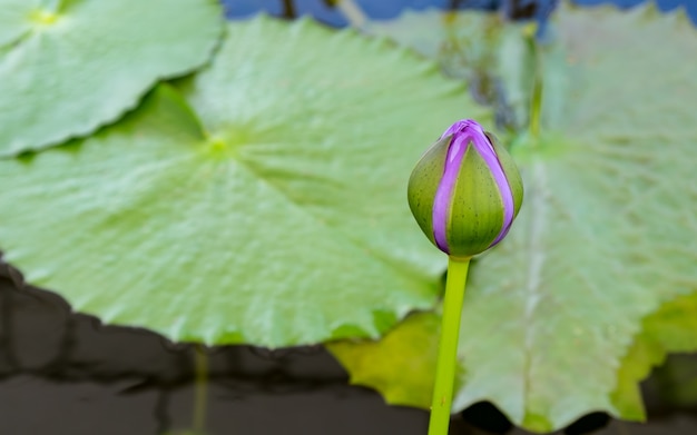 fiore di loto viola e pianta