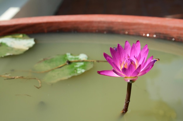 Fiore di loto viola o fiore di lilly viola e flora di Nymphaeaceae in stagno d'acqua in giardino all'aperto in Thailandia