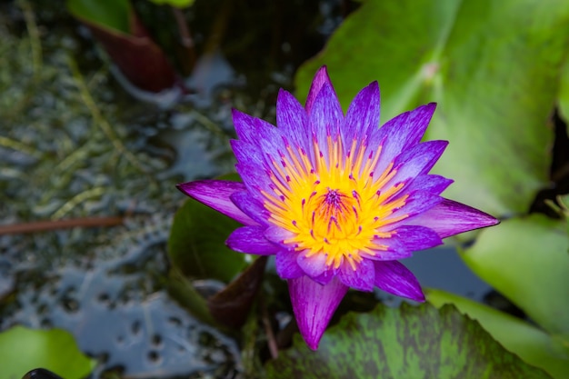 Fiore di loto viola su uno stagno con centro giallo e waterlilies intorno