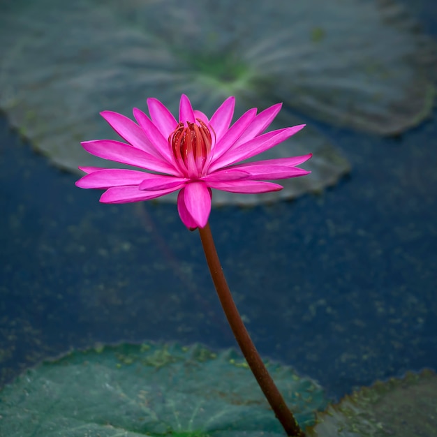 Fiore di loto viola sullo stagno.