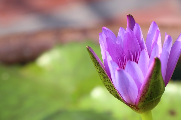 Fiore di loto viola tropicale