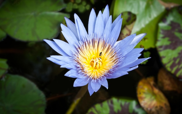 Fiore di loto viola