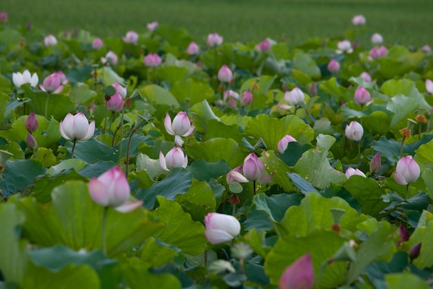 Fiore di loto