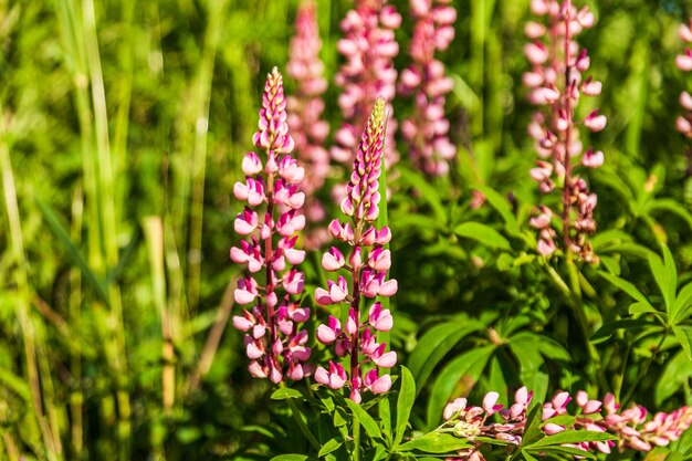 Fiore di lupino perenne rosa che cresce nel giardino della comunità