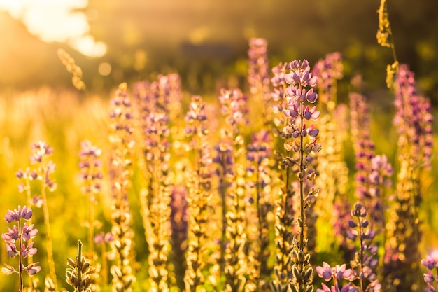 Fiore di lupino selvatico viola in controluce luce del sole