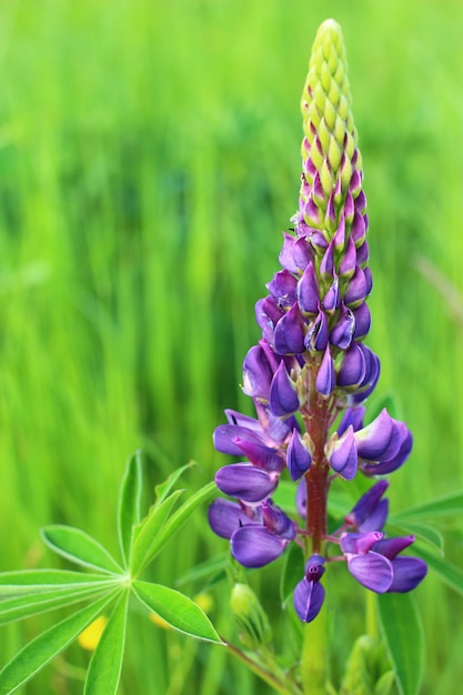 Fiore di lupino viola in estate.