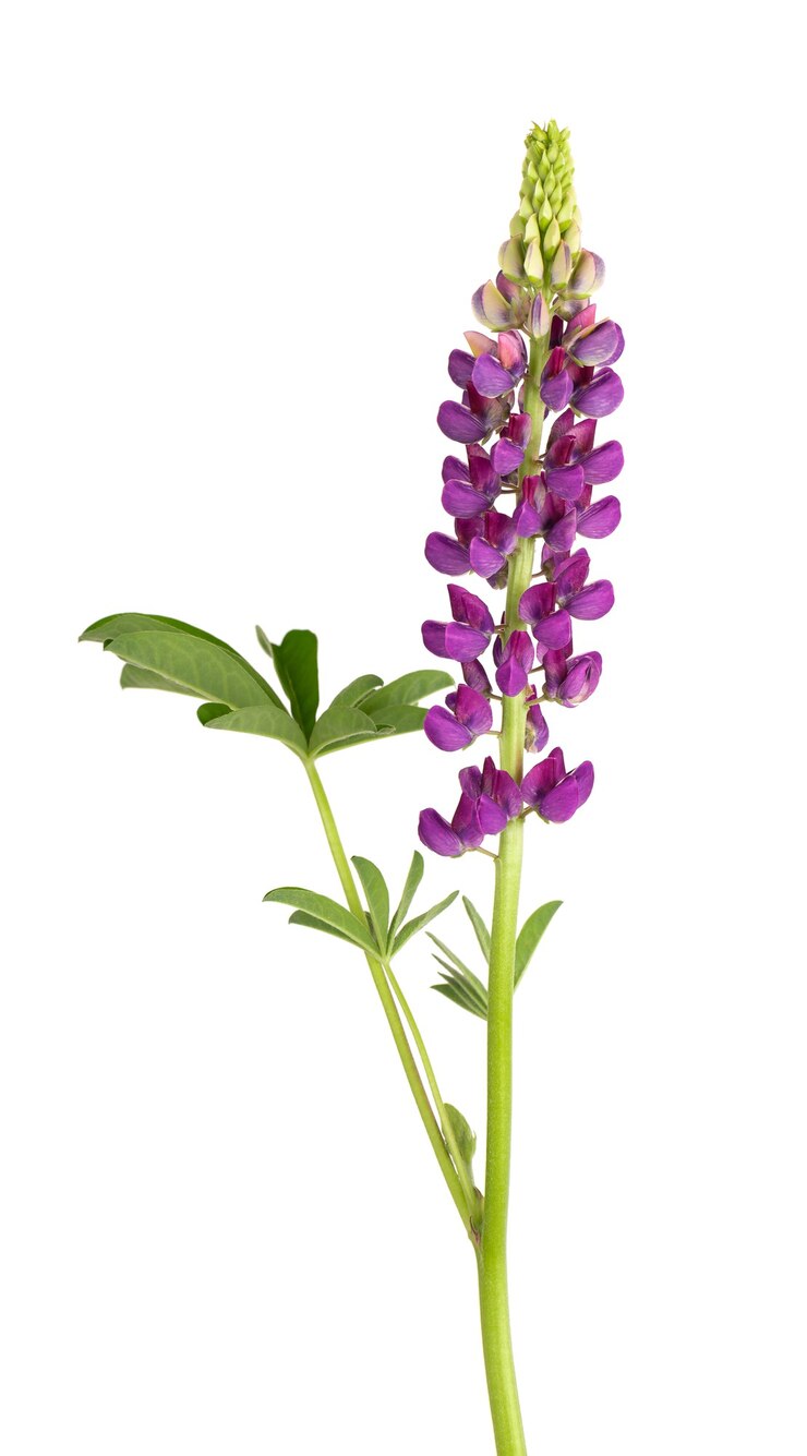 Foto fiore di lupino viola isolato su sfondo bianco. lupinus o fagiolo lupo. bellissimi fiori estivi.