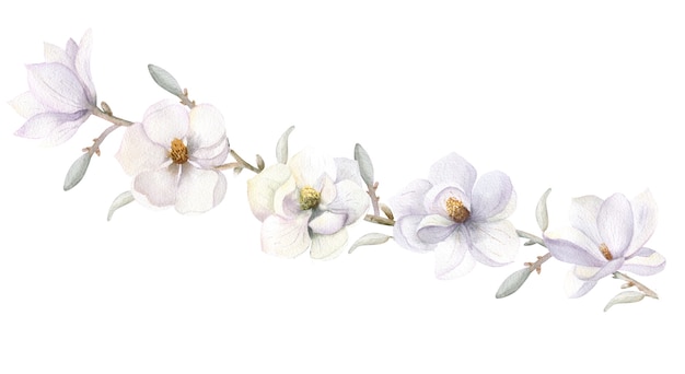 Fiore di magnolia bianco Illustrazione disegnata a mano dell'acquerello