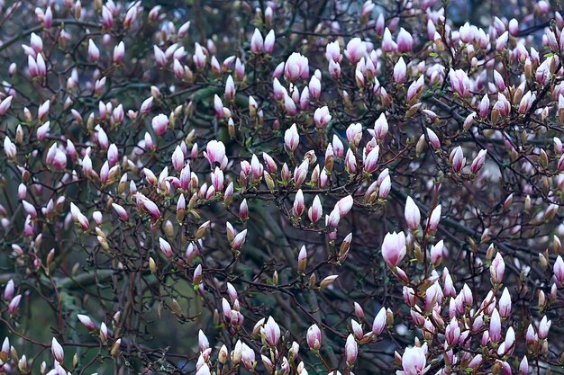 fiore di magnolia giardino primaverile / bellissimi fiori, fiori rosa di sfondo primaverile