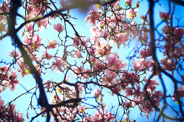 fiore di magnolia giardino primaverile / bellissimi fiori, fiori rosa di sfondo primaverile