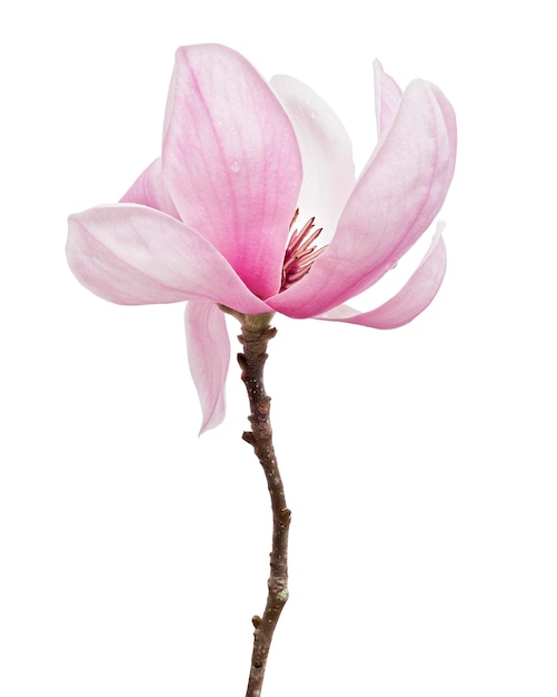 Fiore di magnolia liliiflora su ramo con foglie, fiore di magnolia giglio isolato su sfondo bianco