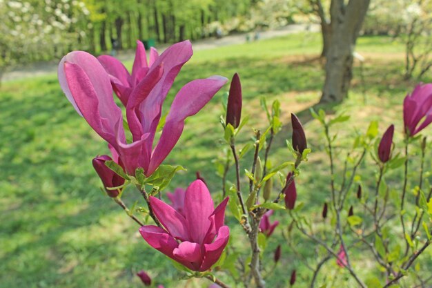 Fiore di magnolia magnolia viola su sfondo verde erba