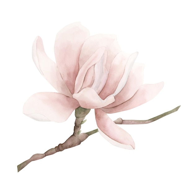 Fiore di magnolia rosa chiaro sul gambo in fiore Illustrazione ad acquerello floreale isolata su bianco