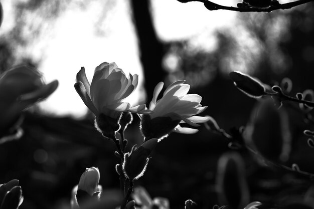 Fiore di magnolia su un albero di magnolia contenuto in bianco e nero Alberi di magnolia