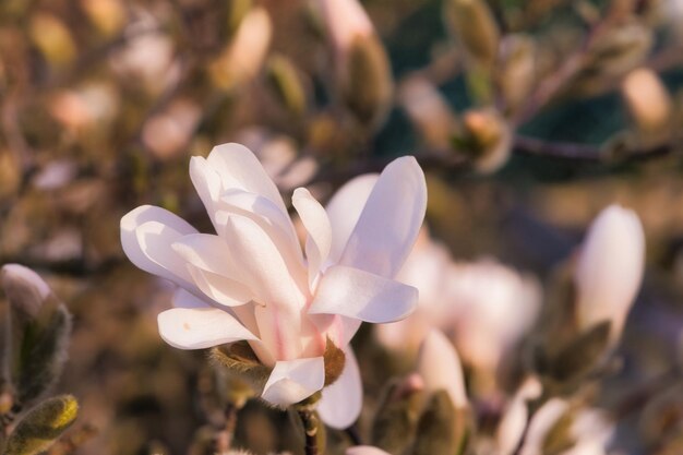 Fiore di magnolia su un albero di magnolia Gli alberi di magnolia sono un vero splendore