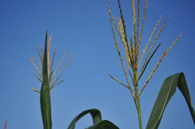 Fiore di mais e cielo blu.