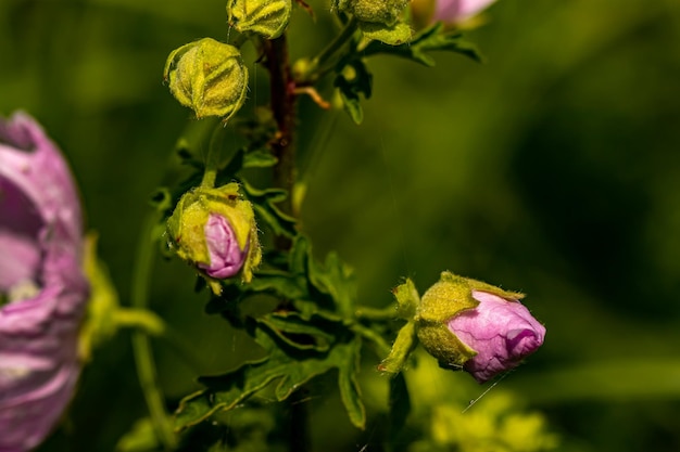 Fiore di malva moschata nel prato