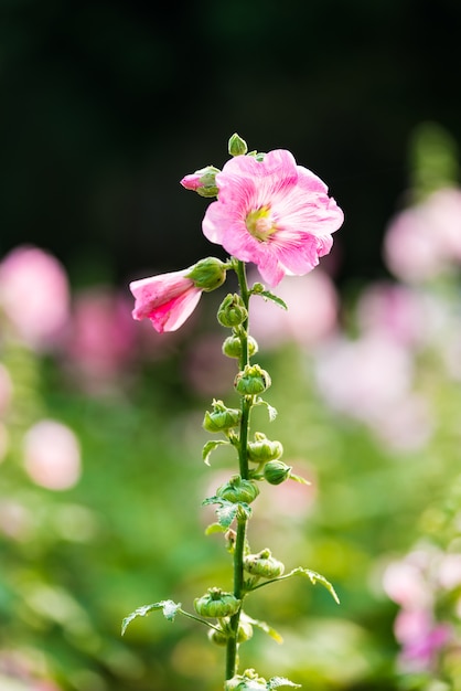 Fiore di malvarosa rosa e bianco