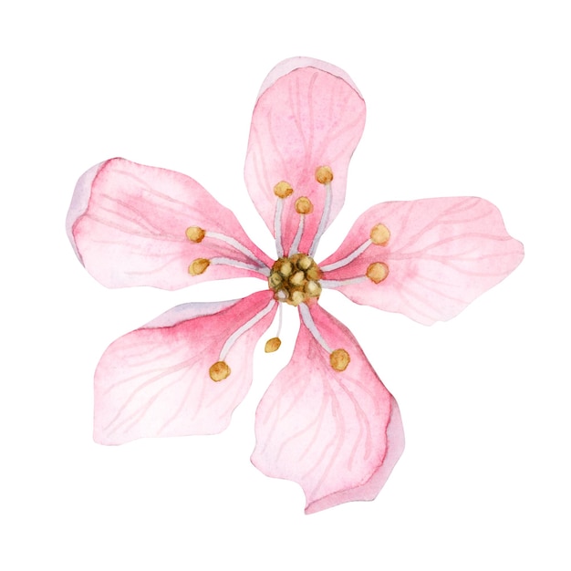 Fiore di mandorla rosa chiaro vista dall'alto fiore di ciliegio in fiore cinque petali di sakura illustrazione botanica