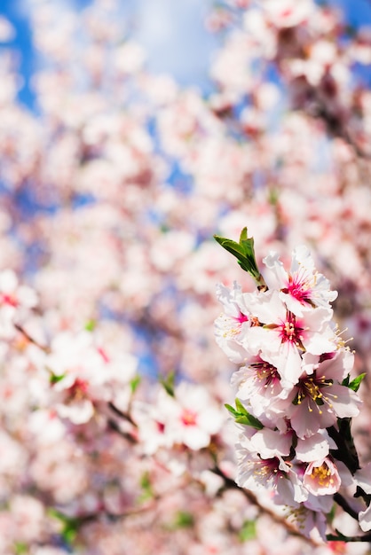 Fiore di mandorlo in primavera