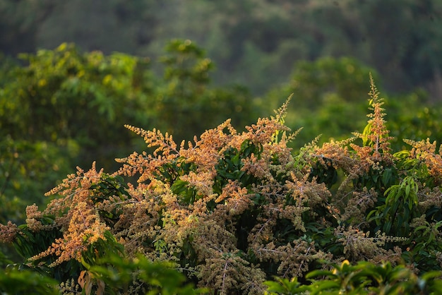 Fiore di mango che sboccia nel campo della natura del giardino di frutta tropicale della pianta dell'alimento biologico agricoltura dell'albero del mango dalla Tailandia