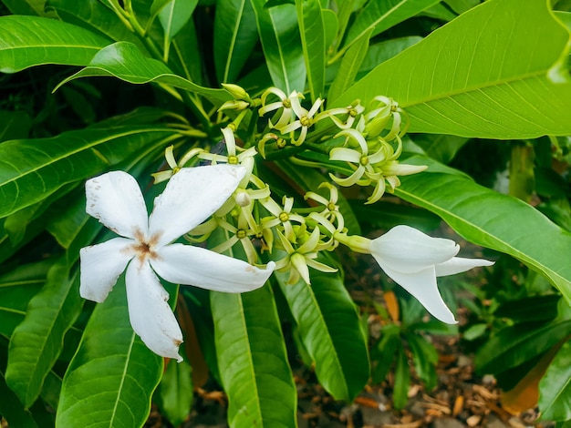 fiore di mango in fiore sull'albero