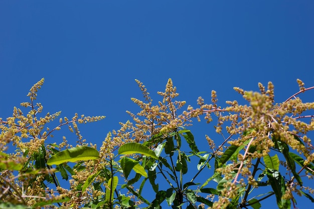 Fiore di mango sugli alberi di mango