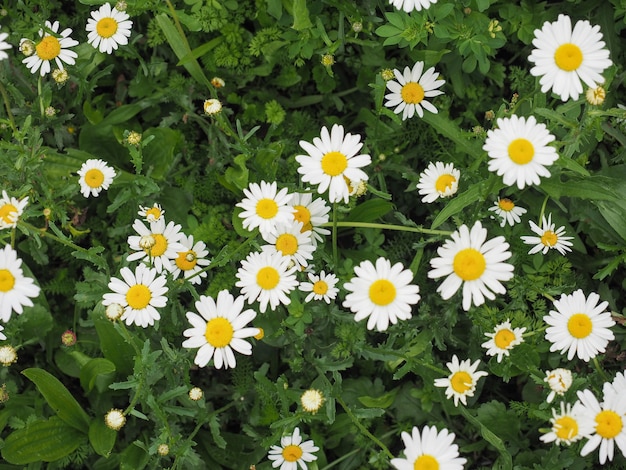 Fiore di margherita bianca