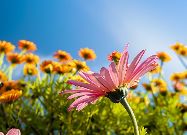 Fiore di margherita colorato sotto la luce del sole del cielo blu