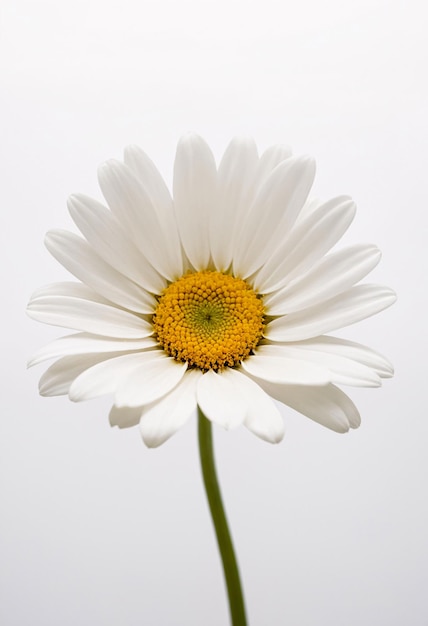 Fiore di margherita su sfondo bianco