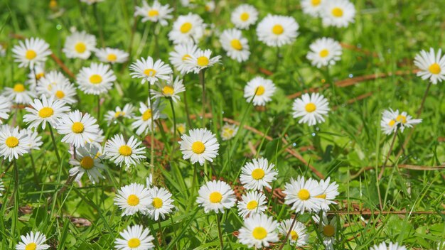 Fiore di margherita sul prato verde camomille bianche sullo sfondo dell'erba verde da vicino