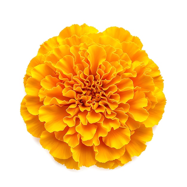 Fiore di Marigold con colore giallo dorato e pompon come il clipart isolato su bianco BG naturale