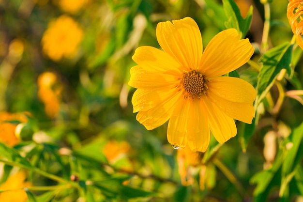 Fiore di marigold d'albero