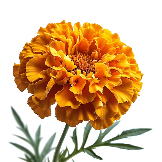 Fiore di marigold isolato su sfondo bianco