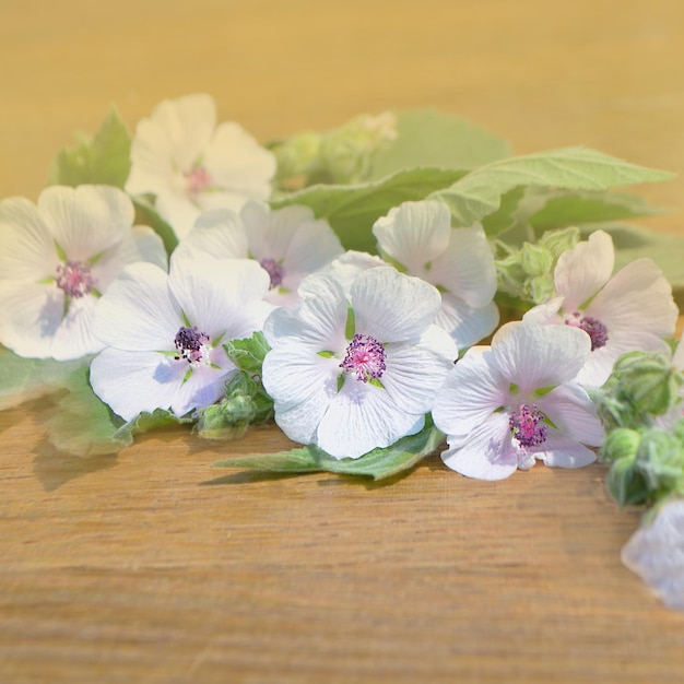 Fiore di marshmallow Althaea