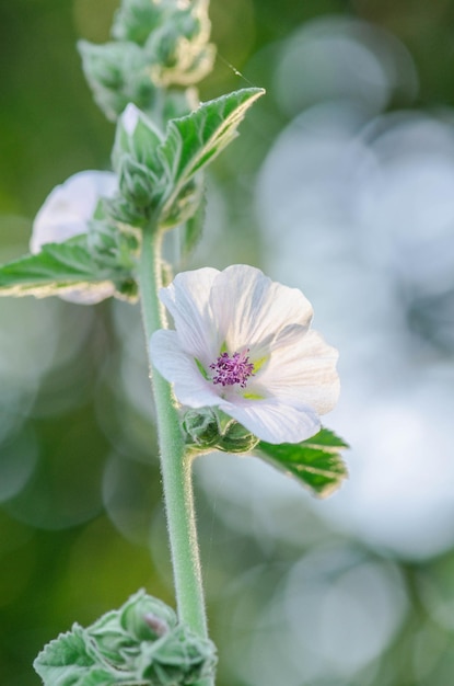 Fiore di marshmallow bianco Althaea officinalis nel prato verde