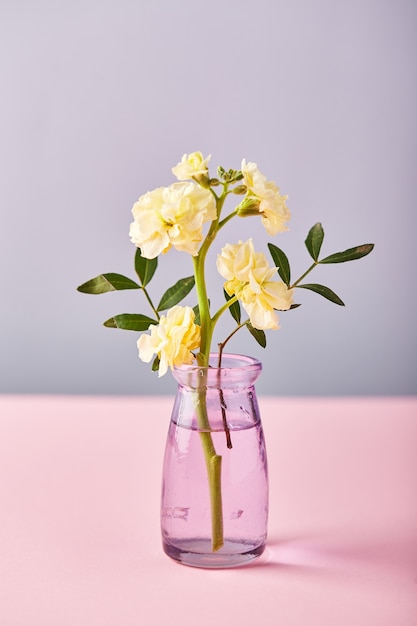 Fiore di matthiola giallo in un piccolo vaso di vetro concetto di design di auguri per le vacanze sul tavolo rosa