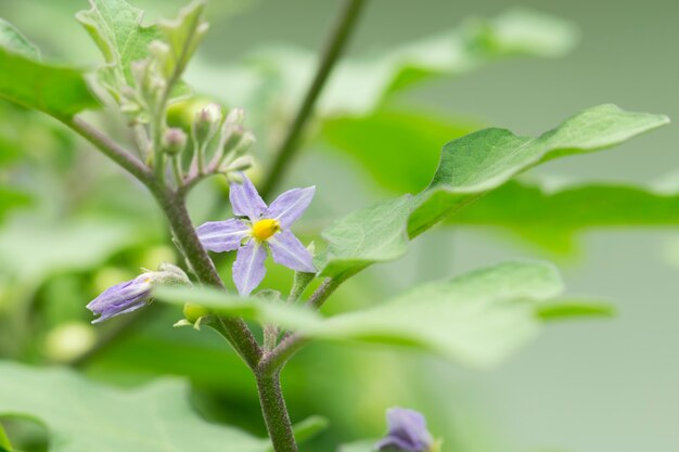 Fiore di melanzana in giardino