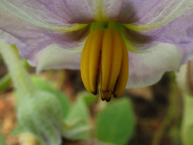 Fiore Di Melanzana