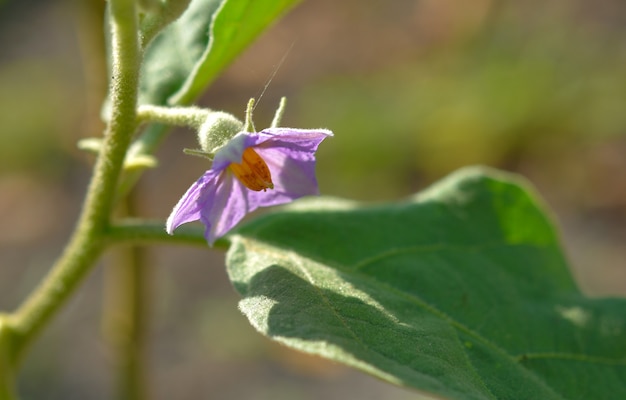 Fiore di melanzane