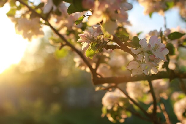 Fiore di melo al tramonto