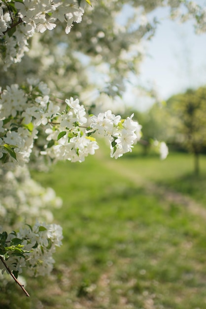 Fiore di melo bianco in una soleggiata giornata estiva nel parco
