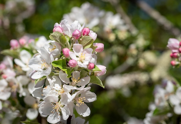 Fiore di melo che sboccia a tempo di molla, sfondo naturale d&#39;annata soleggiato floreale